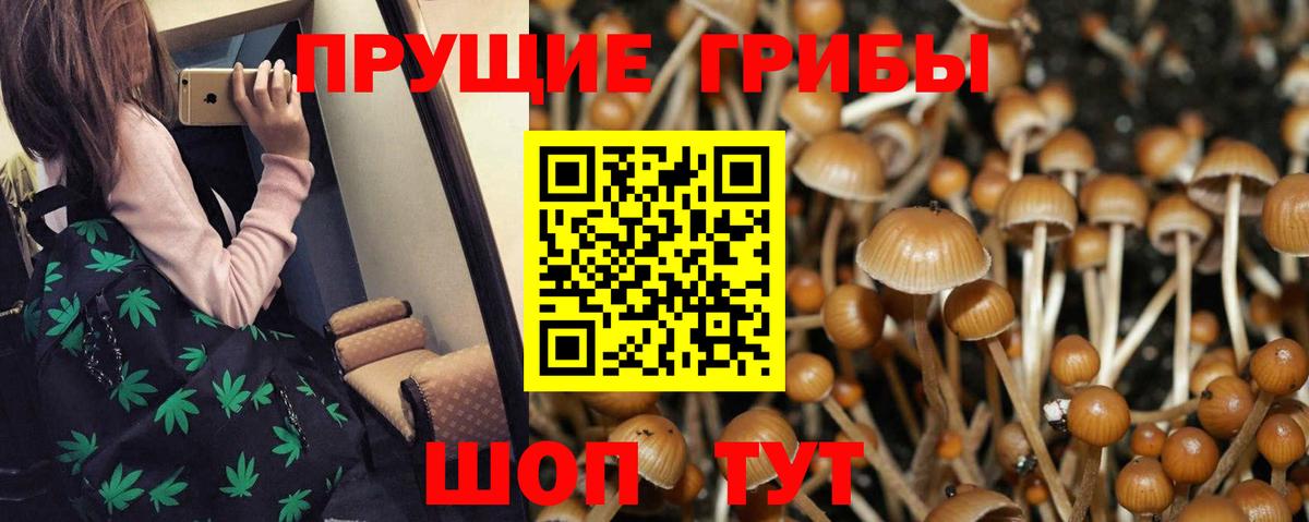 Галлюциногенные грибы Psilocybine cubensis  Ирбит  Галлюциногенные грибы прущие грибы 
